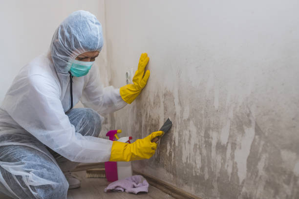 Best Post-Flood Mold Remediation in Republic, MO