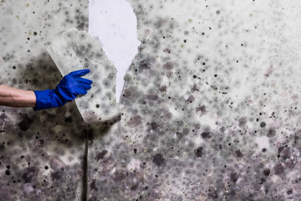Best Basement Mold Remediation in Republic, MO